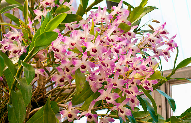 Dendrobium asil